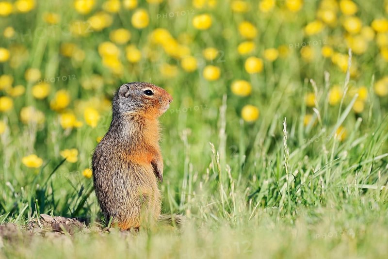 Columbia ground squirrel (Urocitellus columbianus, Spermophilus columbianus), juvenile in a flower-filled meadow, Waterton Lakes National Park, Alberta, Canada