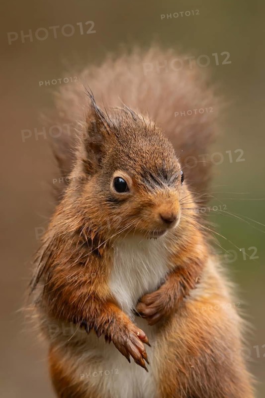 Red squirrel (Sciurus vulgaris) adult animal portrait, England, United Kingdom