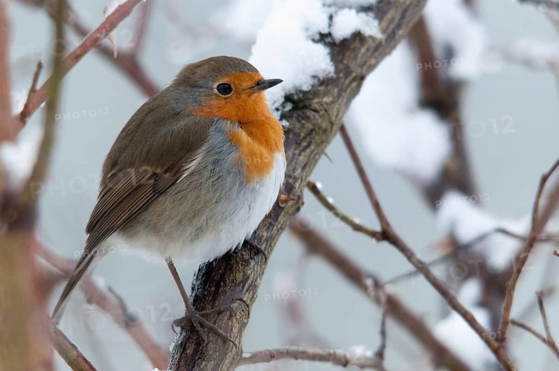 Erithacus rubecula, robin, robins, birds, passeri, snow, songbirds, snow, songbirds, birds, winter