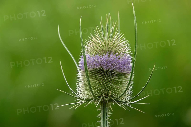 Wild teasel (Dipsacus fullonum), in flower, Baden-Württemberg, Germany
