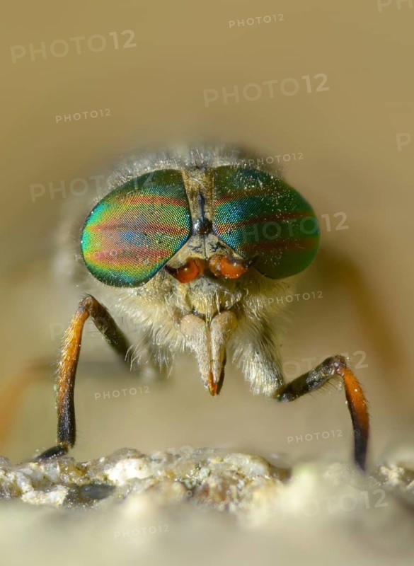 Brake spec., hybomitra spec., diptera, insects, two-winged birds