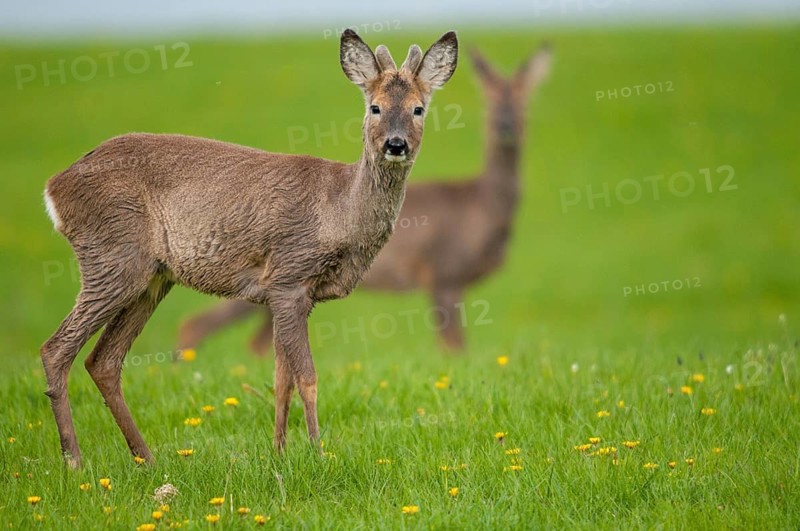 Artiodactyla, Capreolus capreolus, even-toed ungulate, cloven-hoofed, roe deer, mammals, mammals