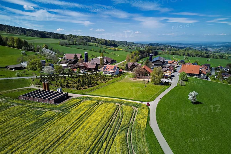 Blooming rapeseed field, back the village with farms, Geltwil, Freiamt, Canton of Aargau, Switzerland