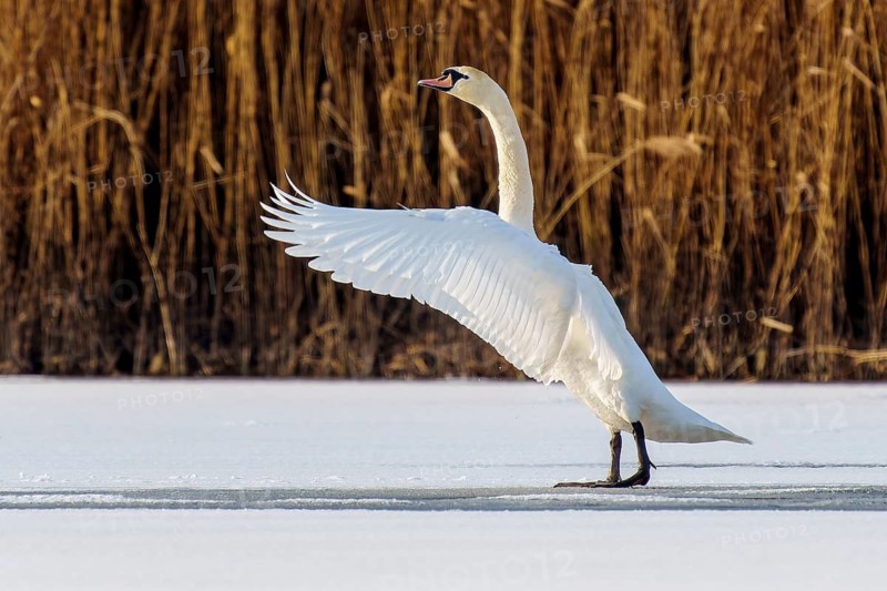 Mute swan (Cygnus olor), wildlife, Germany. A swan poses on the ice with its wings spread out against a backdrop of tall reeds