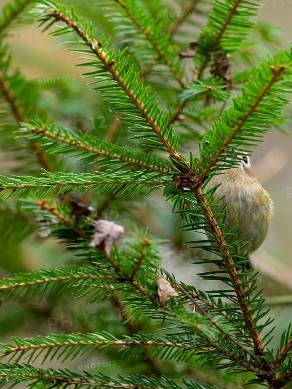 A winter golden chicken is well hidden in a fir tree, North Rhine-Westphalia, Germany