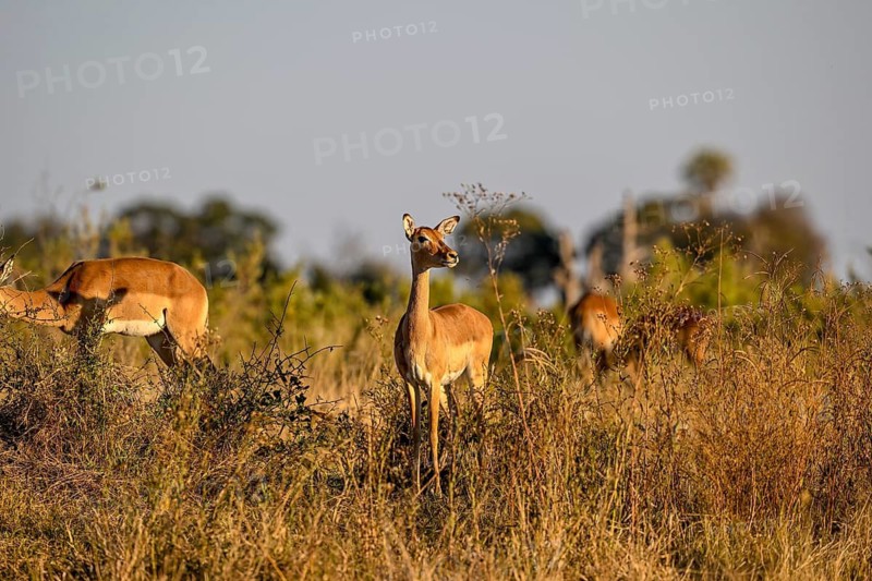 Black-heeled antelope or impala (Aepyceros melampus) near Atzaró Camp, Okavango Delta, North-West District, Botswana