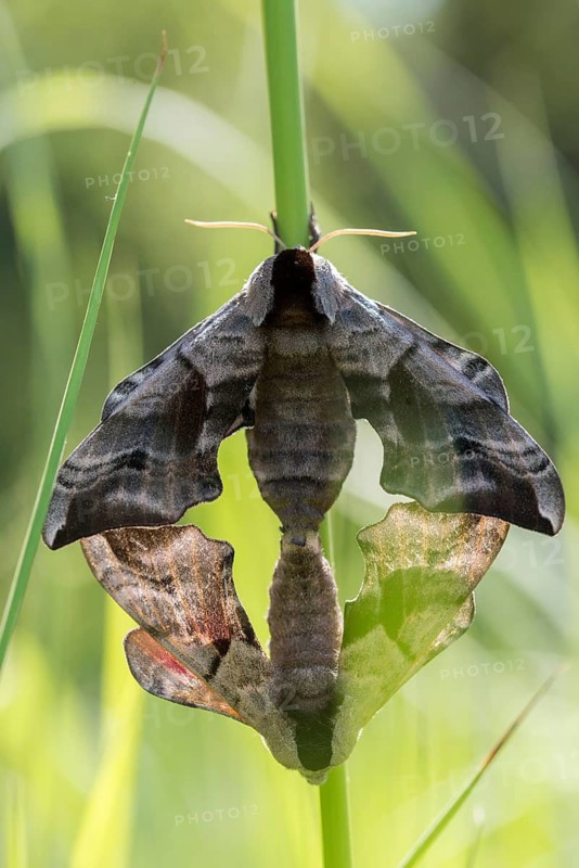 Evening peacock, eyed hawk moth, smerinthus ocellata, smerinthus ocellatus, sphingidae, butterfly, high size, portrait format, insects, copula, moths, moths, moths, mating, butterfly, swarmer