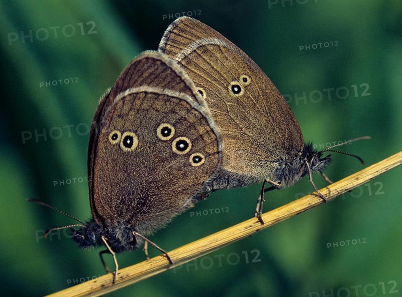 Aphantopus hyperantus, brown forest bird, ringlet, chimney sweep, forest bird, butterfly, couple, insects, copula, leo, mating, mating, butterfly, butterflies
