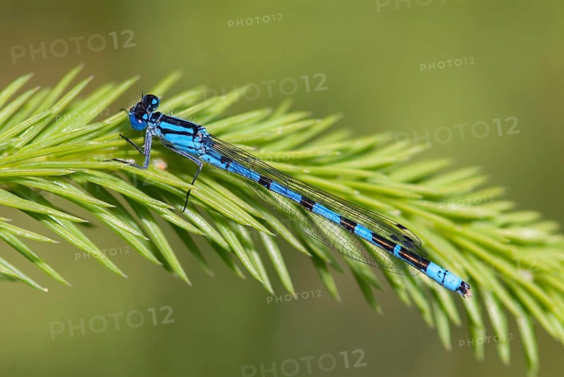 Cub azure maiden, common blue damselfly, enallagma cyathigerum, northern flower, damselflies, dragonflies, insects, leo, dragonflies, male, odonata, zygoptera