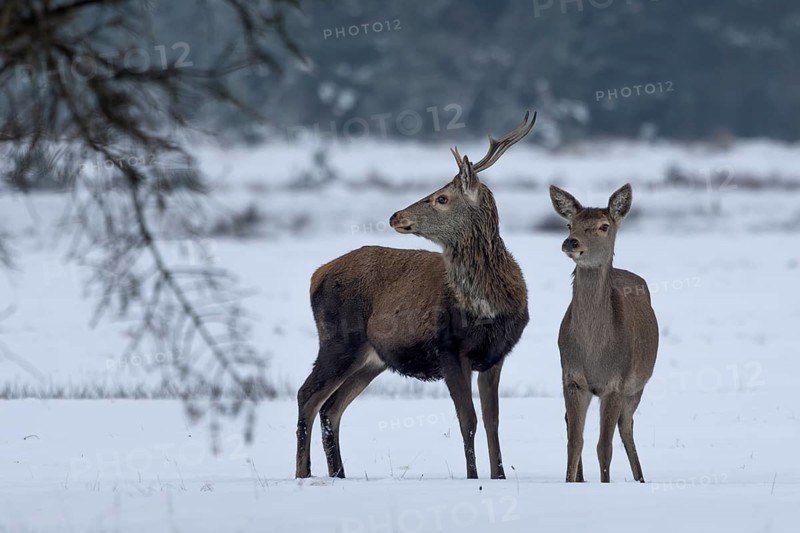 Red deer (Cervus elaphus) and red deer in a meadow in a snow-covered winter landscape, winter, cold, snow, January, Denmark