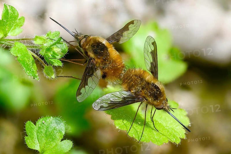 Bombyliidae, Bombylius major, brachycera, large woolswear, woolswear, arge bee-fly, diptera, insects, copula, mating, the dark-edged bee-fly, the greater bee fly, two-winged