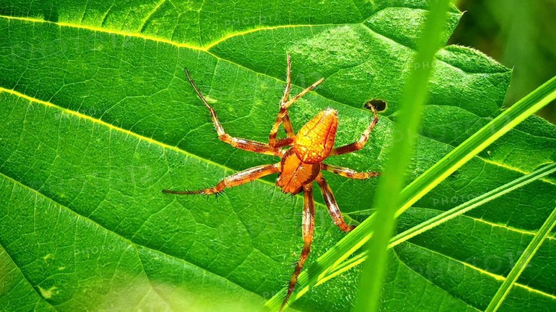 An orange strawberry spider (Araneus alsine) is perched on a large green leaf, glistening in the sun, surrounded by plants in natural light, Steinachtal, Frankenwald nature park Park, Upper Franconia