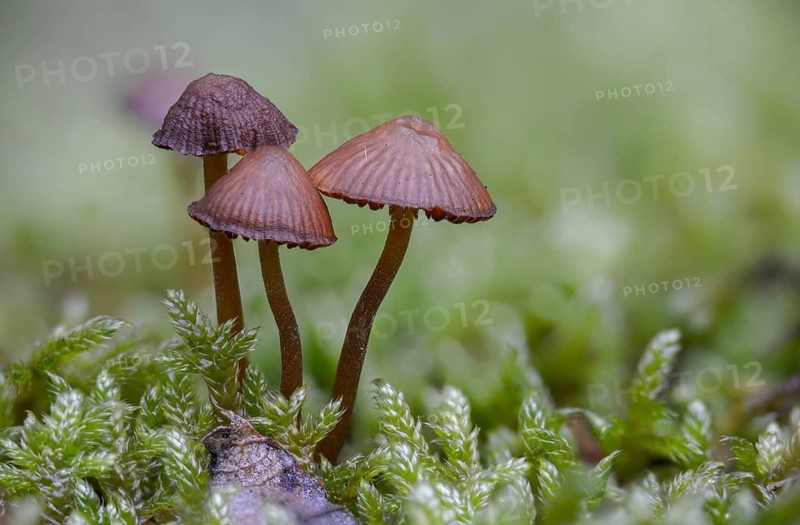 Bleeding bonnet, mycena sanguinolenta, purple-edged blood helmet, smaller bleeding mycena, fungi, fungi, mushrooms