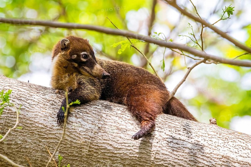 Animals, mammals, coati, resting, Central America, Costa Rica, white-nosed coati (Nasua narica), Palo Verde