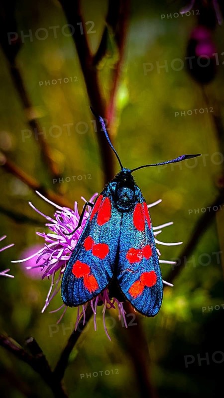 A close-up of a colourful butterfly, the Six-spot Burnet (Zygaena filipendulae), with a blue and red pattern, perched on a delicate flower, Steinbach am Wald, Rennsteig, Frankenwald nature park Park, Upper Franconia