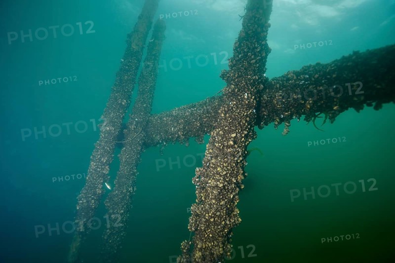 Large underwater wooden structure covered with quagga mussels (Dreissena rostriformis bugensis), an invasive species, at the Wildsau dive site, Berlingen, Lake Constance, Switzerland, Germany