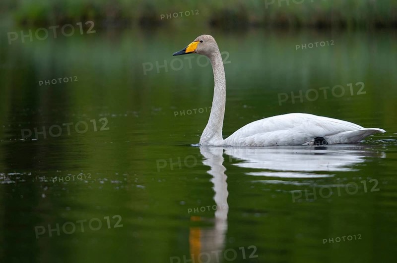 Cygnus Cygnus, Sweden, Singing Swan, Whooper Swan, Anatidae, Birds, Duckbirds, Swan, Swans, Sweden, Birds, Waterbirds, Waterbirds