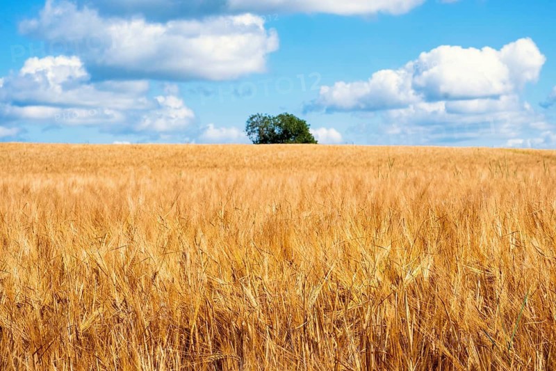 Golden cornfield with a single tree under a blue sky a sunny summer day in the countryside