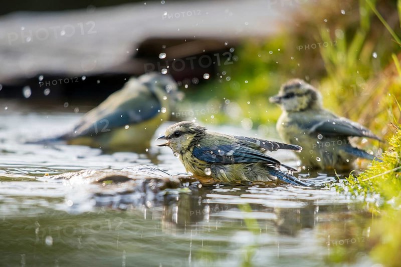 Blue tit, parus caeruleus, bath, bathe, bird bath, birds, tits, passeri, songbirds, tits, drinking water, birdbath, birds, watering place
