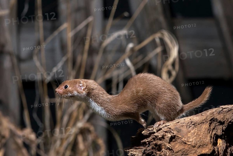 Carnivora, least weasel, mouse weasel, mustela nivalis, predators, bolt, mammals, raptors, jump, mammals