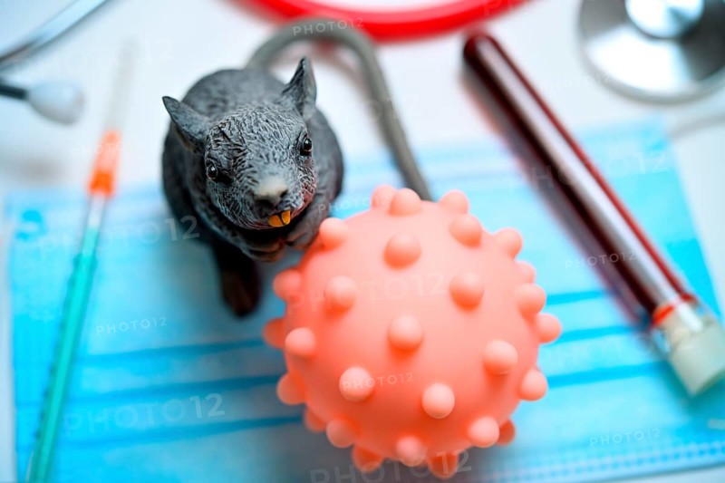 Virus model with rodent figure, the hantavirus is primarily transmitted by mice and rats +++ editorial use only