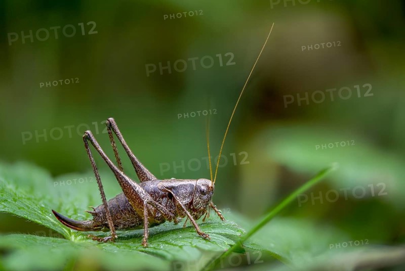 Common shrub scare, common shrub scare, grasshoppers, deciduous locusts, Pholidoptera griseoaptera, shrub scare, dark bush cricket, ensifera, grasshoppers, grasshoppers, insects, long-feeler scare