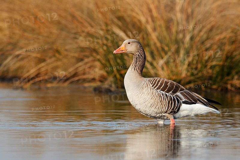 Greylag goose (Anser anser), North Rhine-Westphalia, Germany