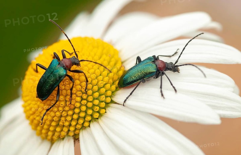 Blueborn, Blue Long-Horned Beetle, Carilia Virginea, Gaurotes Virginea, Beetle, Longhorn Beetle, Coleoptera, Insects, Beetles