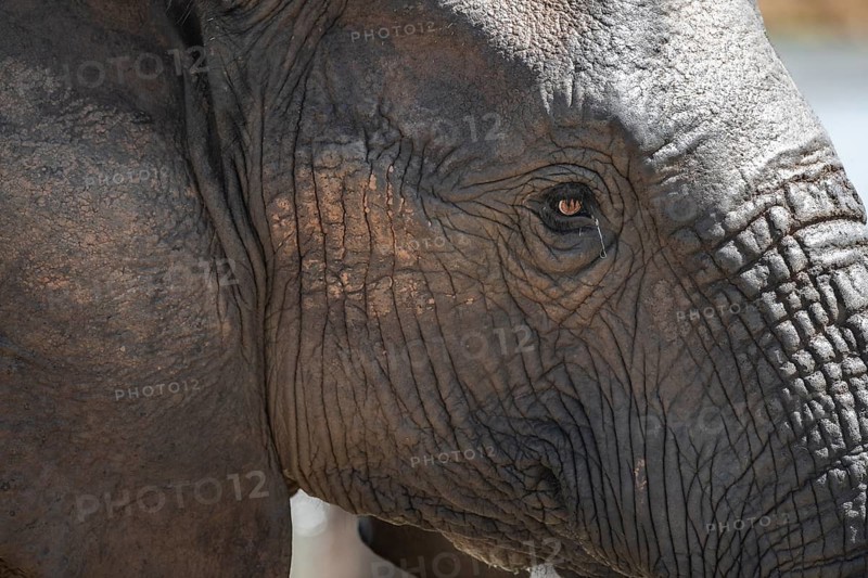 Portrait, African elephant (Loxodonta africana), Addo Elephant National Park, Eastern Cape, South Africa