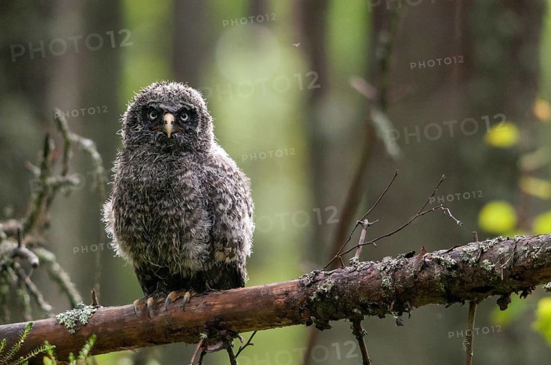 Bearded owl, Finland, Great Grey Owl, Strix nebulosa, birds, owls, adolescent, juvenile, owls, strigiformes, birds
