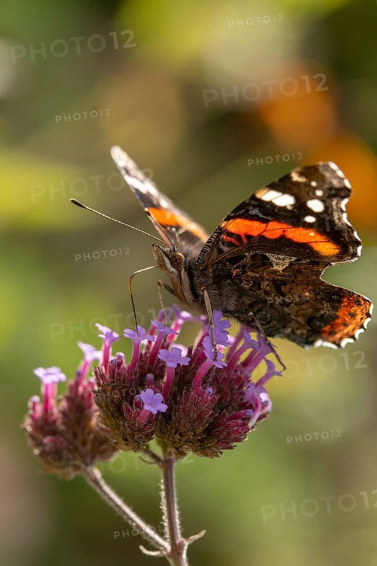 Admiral, Red Admiral, Vanessa Atalanta, butterfly, high size, portrait, insects, butterflies, butterflies, butterflies