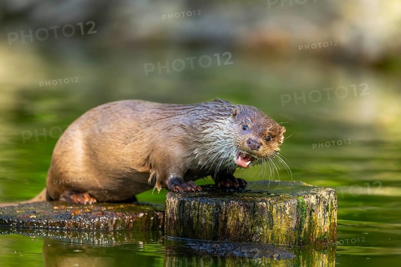 Eurasian otter (Lutra lutra) on a tree trunk in the water of a little lake, Bavaria, Germany