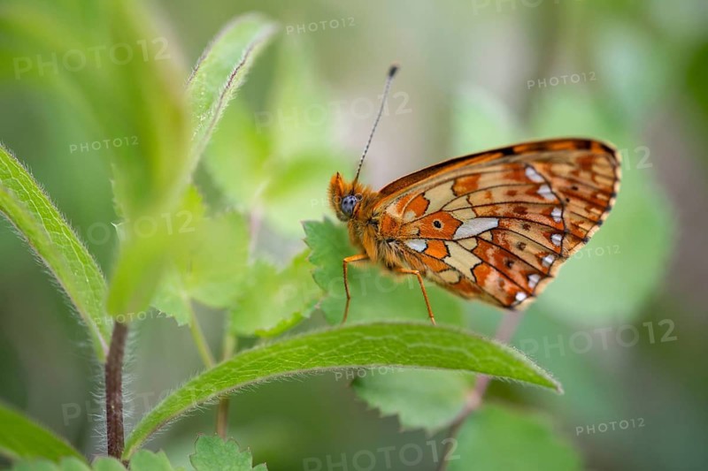 Boloria euphrosyne, clossiana euphrosyne, spring mother-of-pearl butterfly, pearl-bordered fritillary, silverspot pearl butterfly, butterfly, insects, butterfly, butterflies, butterflies, butterflies