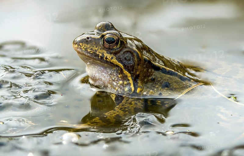 Common frog, common frog, rana temporaria, amphibians, amphibians, courtship, frog, frogs, spawn, amphibians