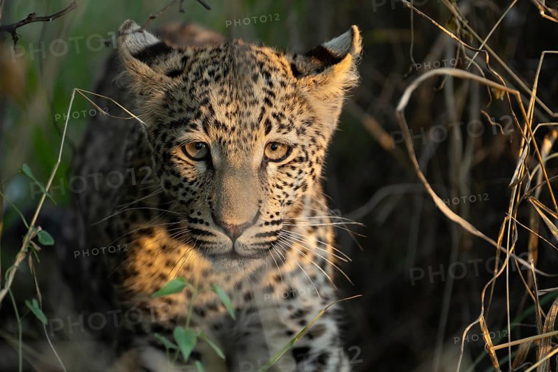 Leopard (Panthera pardus) portrait, Khomas Region, Namibia