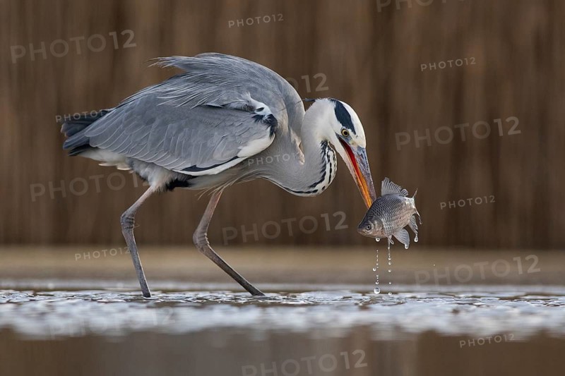 Grey Heron (Ardea cinerea) with fish prey in beak, Pusztaszer, Hungary