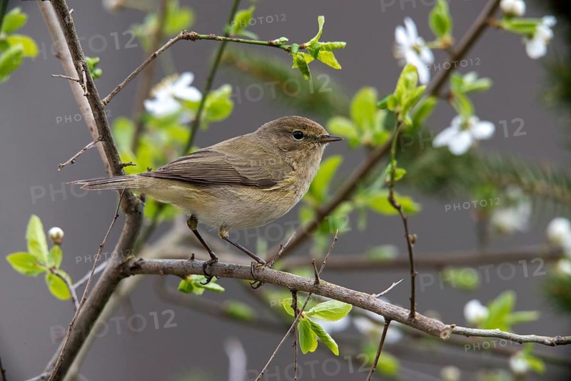 Chiffchaff, phylloscopus collybita, zilpzalp, birds, passeri, songbirds, birds