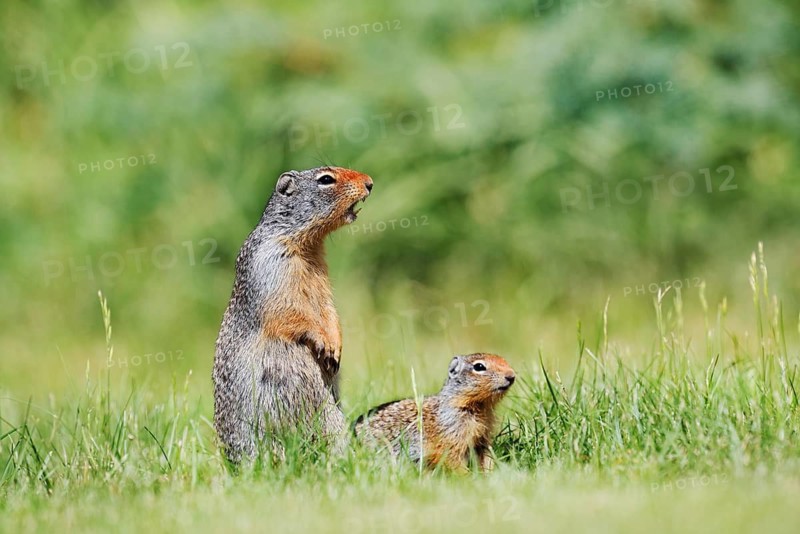 Columbia ground squirrel (Urocitellus columbianus, Spermophilus columbianus), a calling female with a young, Waterton Lakes National Park, Alberta, Canada