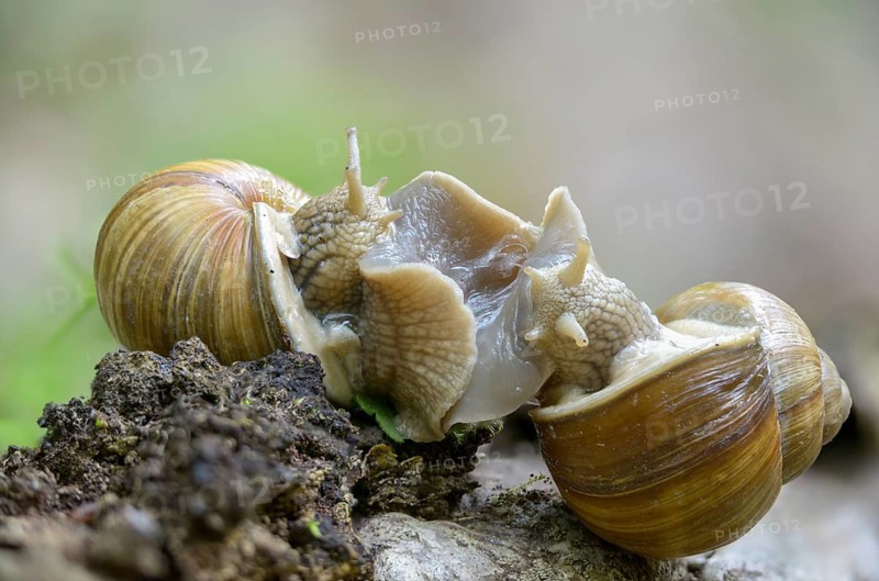 Helix pomatia, gastropod, copula, mating, mollusca, mating, snails, snails, molluscs