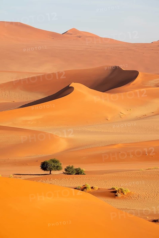 Barren vegetation between red-yellow Namib sand dunes, Namib Desert, Namib-Naukluft National Park, Namibia