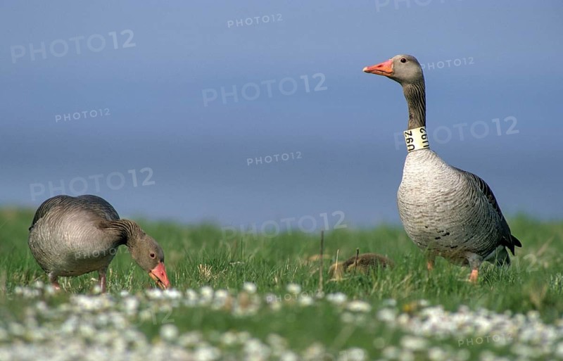 Anser Anser, Dune Boy, Greylag or Graylag Goose, Grelag Goose, Chicks, Anatidae, Birds, Duckbirds, Goose, Geese, Gössel, Leo, Pullus, Birds, Waterbirds