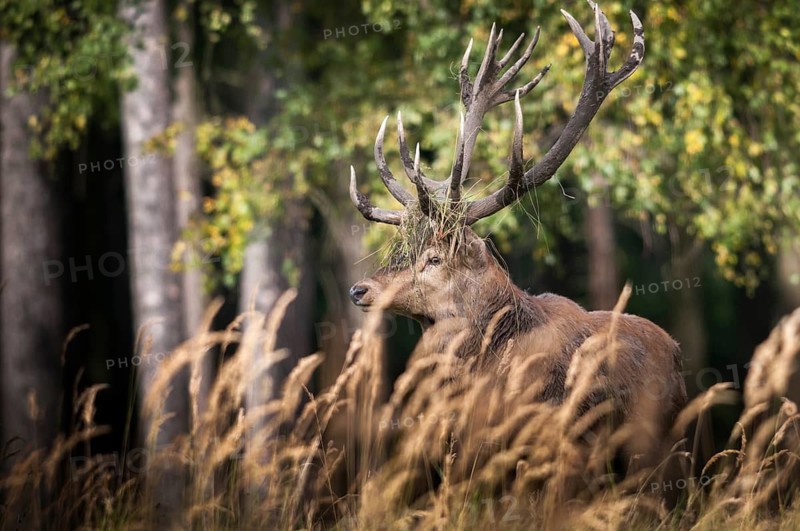 Artiodactyla, Cervus Elaphus, even-toed ungulate, cloven-hoofed, red deer, red deer, deer, mammals, mammals