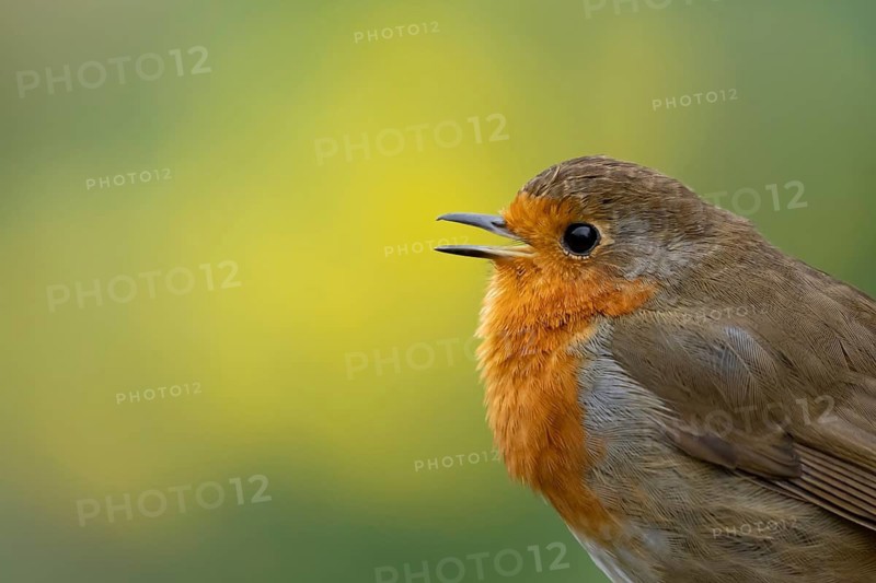 European robin (Erithacus rubecula) adult garden bird singing in springtime, England, United Kingdom