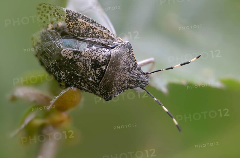 Field bug, gray garden bug, raphigaster nebulosa, bug, tree bug, insects, mottled shield bug