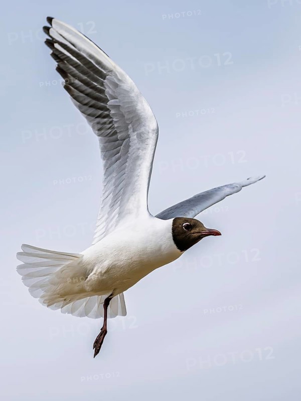 Black-headed Gull, Chroicocephalus ridibundus, bird in flight, England, United Kingdom