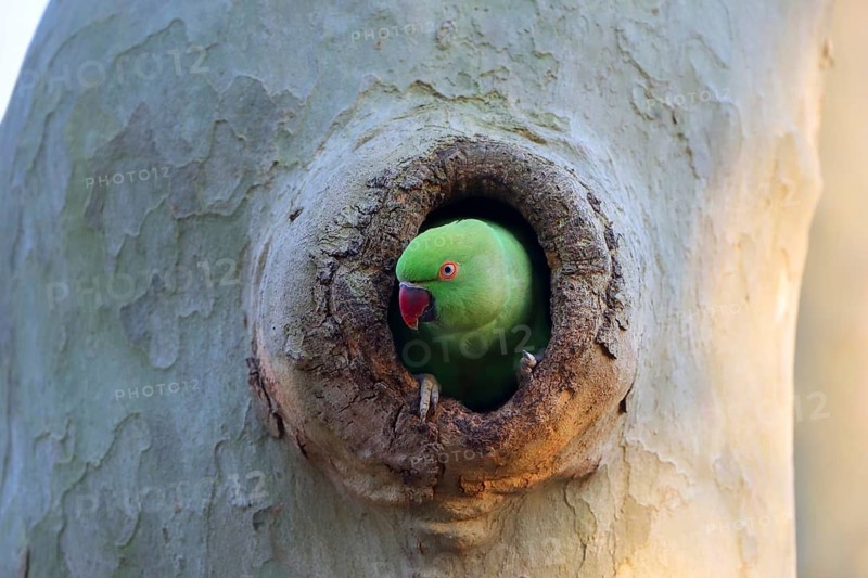 A parrot sits relaxed yet alert in a tree hollow, observing the world: a ring-necked parakeet (Psittacula krameri), adult, nesting hollow, Luisenpark, Mannheim, Baden-Württemberg, Germany