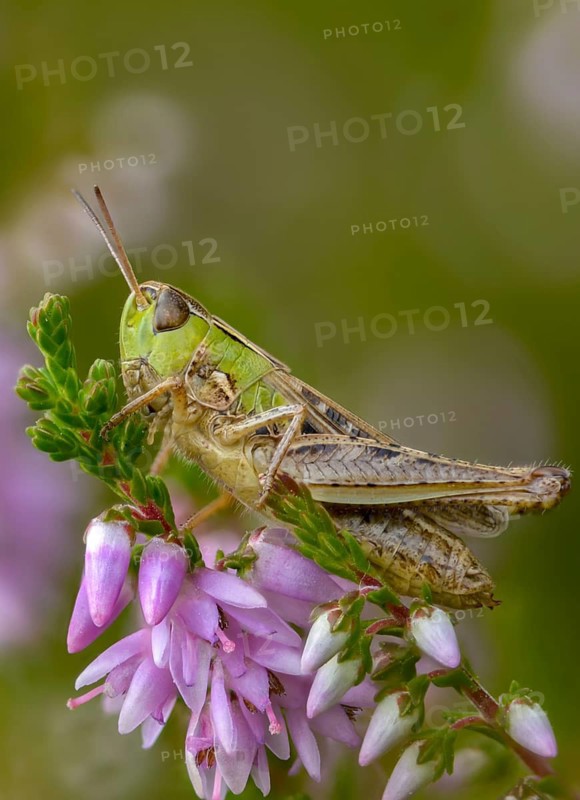 Acrididae, Caelifera, field locusts, gomphocerinae, grasshoppers, heather grasshoppers, small heather grasshoppers, short feeler, stenobothrus stigmaticus, grasshoppers, grasshoppers, high size, portrait format, insects, lesser mottled grasshopper
