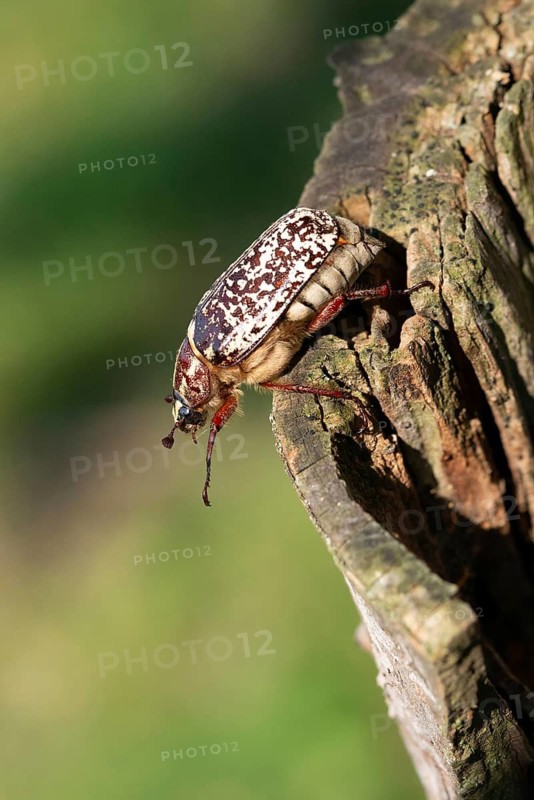 Leaf horn beetle, pine chafer, polyphylla fullo, scarabaeidae, Turkish May beetle, walker, beetle, coleoptera, high size, portrait format, insects, beetles
