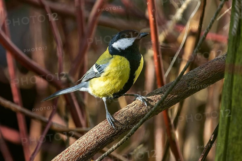 Great tit (Parus major), sitting on a branch, Baden-Württemberg, Germany