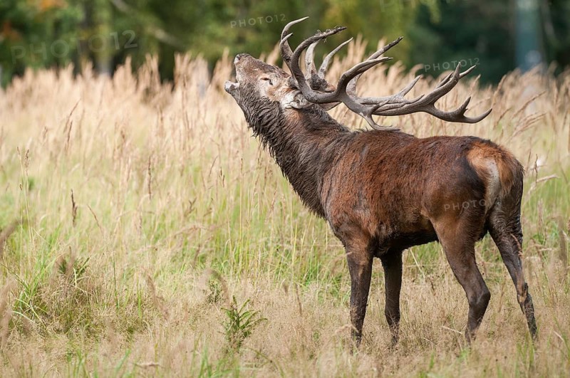 Artiodactyla, Cervus Elaphus, even-toed ungulate, cloven-hoofed, red deer, red deer, deer, mammals, tubes, mammals